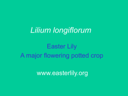 Lilium longiflorum - Aggie Horticulture
