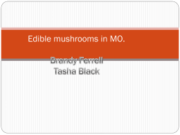 Edible mushrooms in MO. - Phelps County R