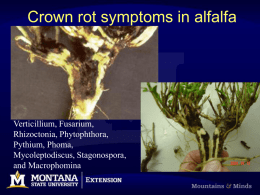 Alfalfa Diseases