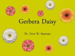 Gerbera Daisy - Aggie Horticulture