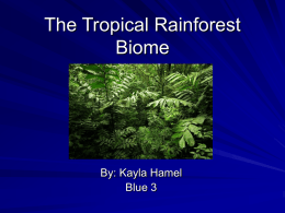 The Tropical Rainforest Biome