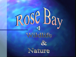 ROSE BAY