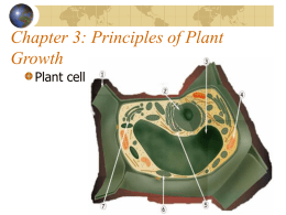Chapter 3: Principles of Plant Growth