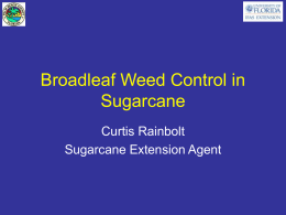Broadleaf Weed Control in Sugarcane