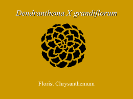 Dendranthema - Aggie Horticulture