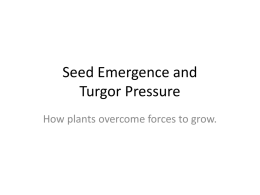 Seed Emergence and Turgor Pressure