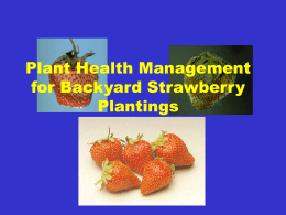 Plant Health Management for Backyard Strawberries Planting