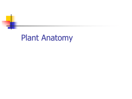 Plant Anatomy - Afghan Ag — Afghan Agriculture