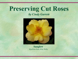 Process for Cutting Roses