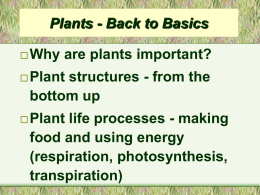 Plants - Back to Basics