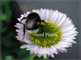 Seed Plants - Home | Western Washington University