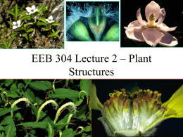 Botany 305 Lecture 2 – Plant Structures