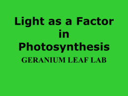 Light as a Factor in Photosynthesis