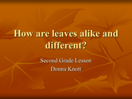How are leaves alike and different?