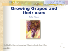 Growing Grapes and their uses