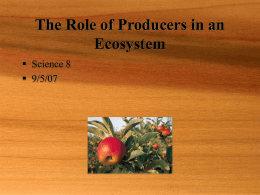 The role of Producers in an Ecosystem