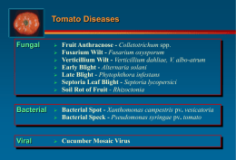 Tomato Diseases - Fusarium and Verticillium Wilts Control