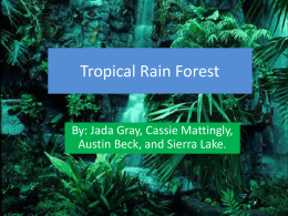 Tropical Rain Forest