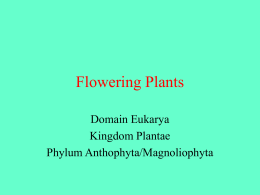 Zygnemataceae