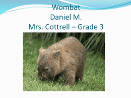 Wombat Daniel Mitchell Mrs. Cottrell – Grade 3