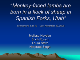 Monkey-faced lambs are born in a flock of sheep in Spanish