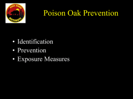 Poison Oak - Bear Divide Hotshots