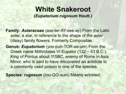 White Snakeroot (Eupatorium rugosum Houtt.)