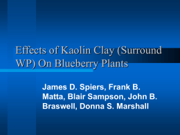 Effects of Kaolin On Blueberry Plants