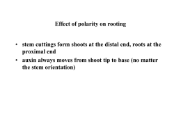 Effect of polarity on rooting - An