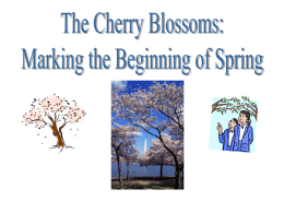 The Cherry Blossoms: Marking the Beginning of Spring