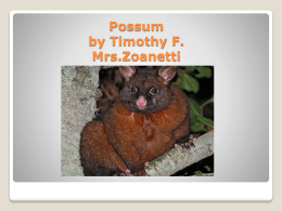 Possum by Timothy Finn Mrs.Zoanetti