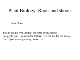Plant Biology: Roots and shoots