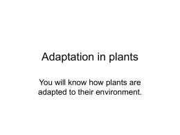 Adaptation in plants