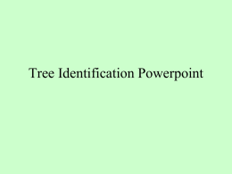Tree Identification - Bradford CUSD #1 | Bradford