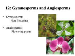 Lecture 12: Gymnosperms and Angiosperms