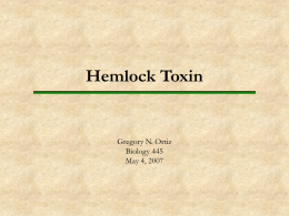 Hemlock toxin - UNM Biology Department Home Page