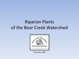 Riparian Plants of the Bear Creek Watershed