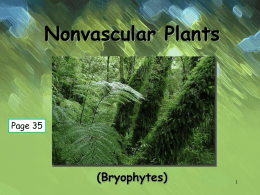 Nonvascular Plants