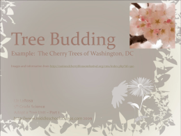 Tree Budding The Cherry Trees of Washington, DC Images and