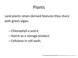 Bio 1082L Intro to Plants