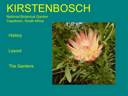 KIRSTENBOSCH National Botanical Garden Capetown, South Africa