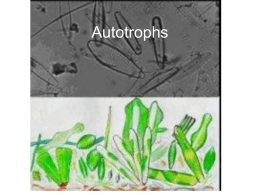 Autotrophs - Penn State York Home Page