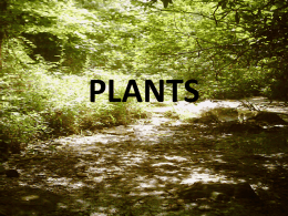 PLANTS - Bishop Ireton High School