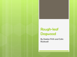 Rough-leaf Dogwood - Facilities Management
