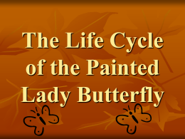 The Life Cycle of the Painted Lady Butterfly