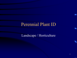 Perennial Plant ID - MACCRAY High School