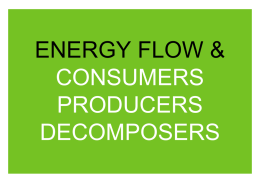 ENERGY FLOW & CONSUMERS PRODUCERS DECOMPOSERS …