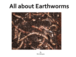 All about Earthworms - St Charles Catholic Primary School L17