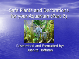 Safe Plants and Decorations for your Aquarium (Pt. 2)