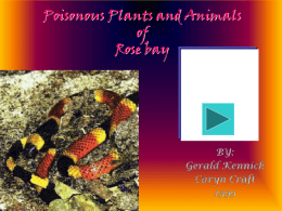 Poisonous Animals and Plants of Rose Bay